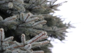 juletræet frisk